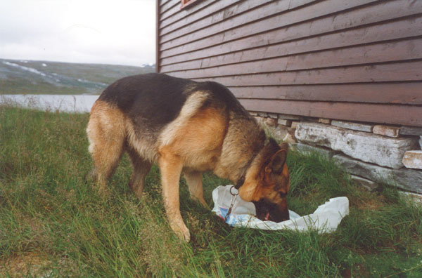 Hunden v�r